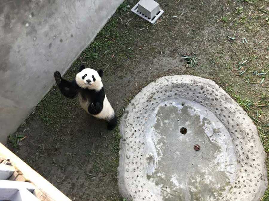 Panda pair born in US adapt to new home in Sichuan