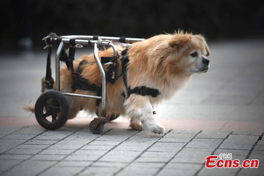 Paralyzed dog walks on street with wheelchair