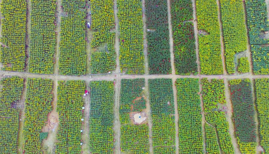 Flower field in SE China's Fujian