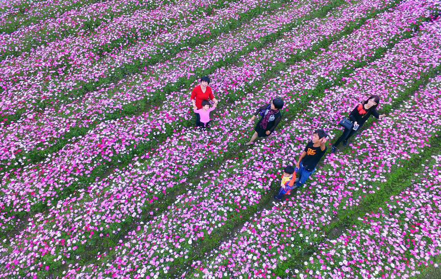 Flower field in SE China's Fujian