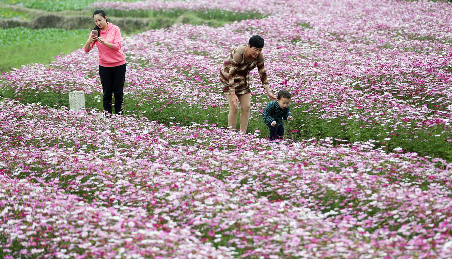 Flower field in SE China's Fujian