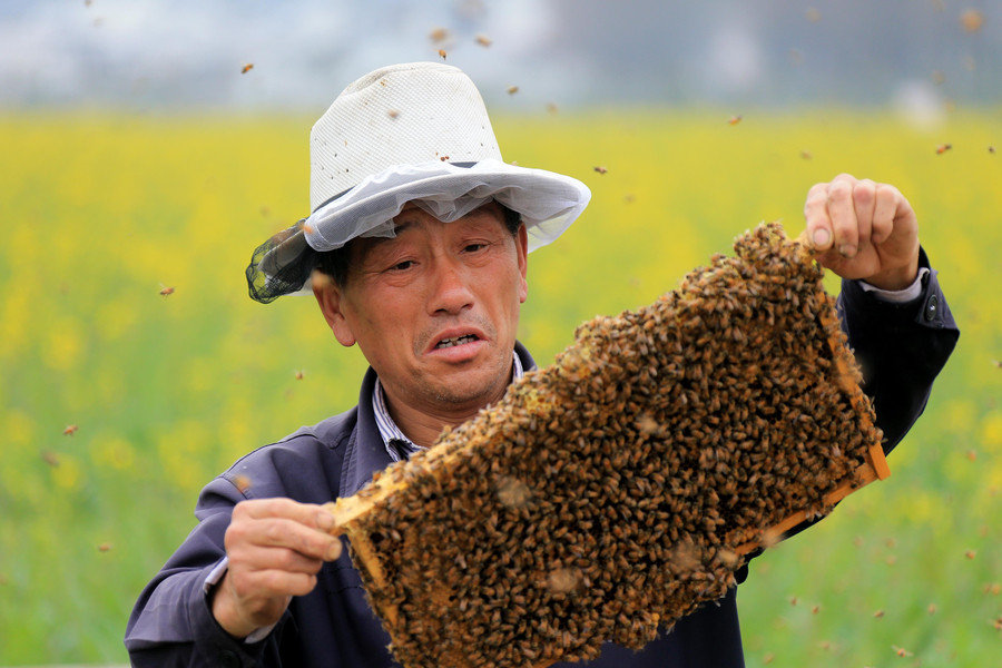 Bee keepers harvest sweetness as spring comes