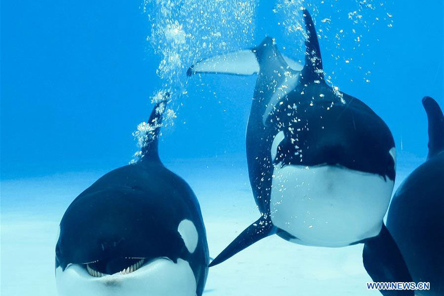 China's first killer whale breeding base put into operation