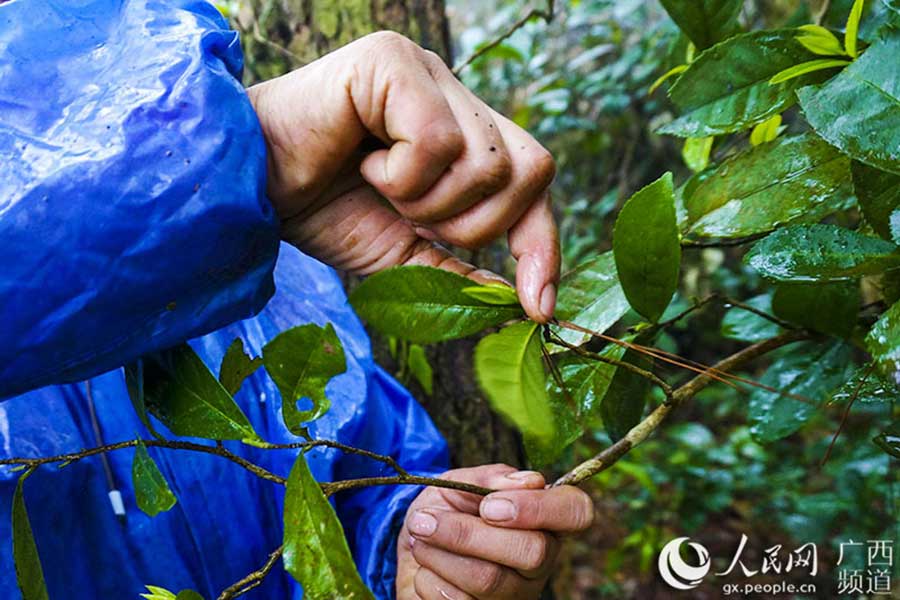 Wild tea cooperative boosts profits of farmers in Guangxi