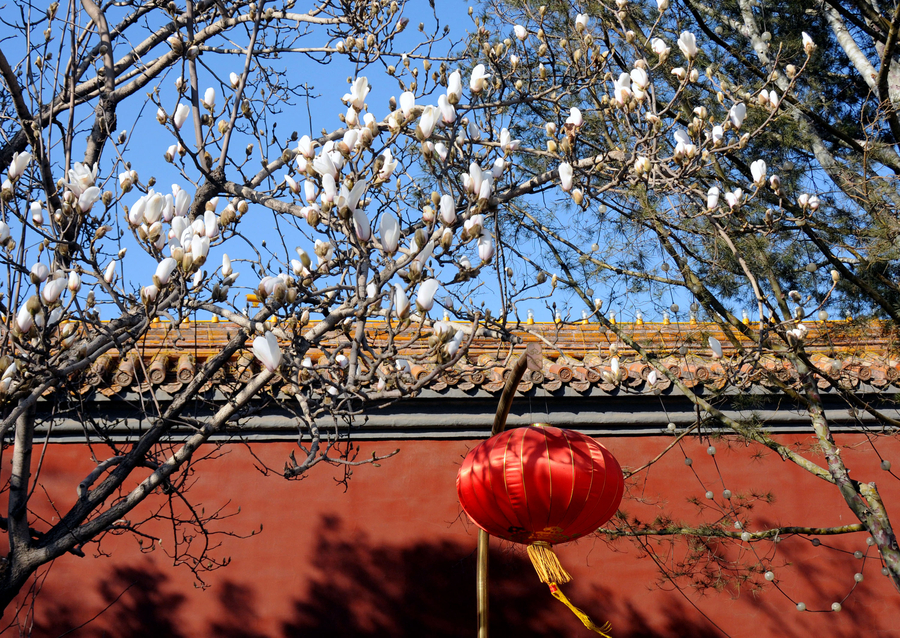 Magnolia flowers blossom along Changan Avenue in Beijing