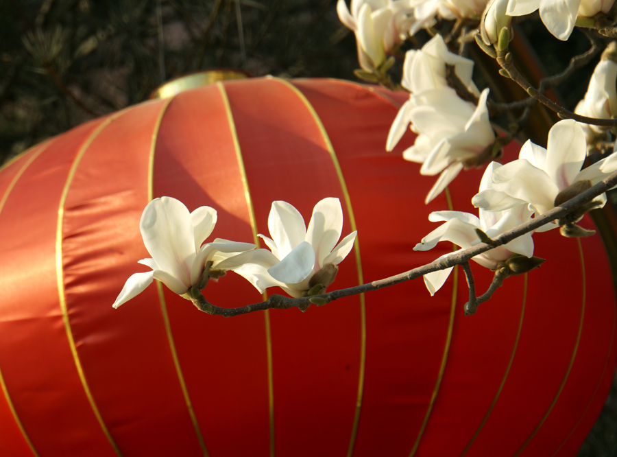 Magnolia flowers blossom along Changan Avenue in Beijing