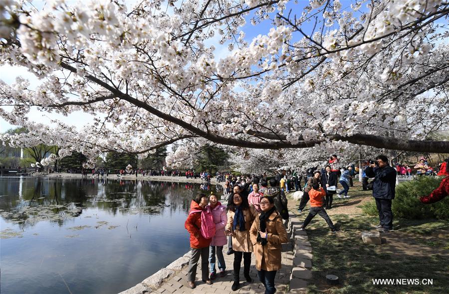 Beijing park packed with tourists for cherry blossoms