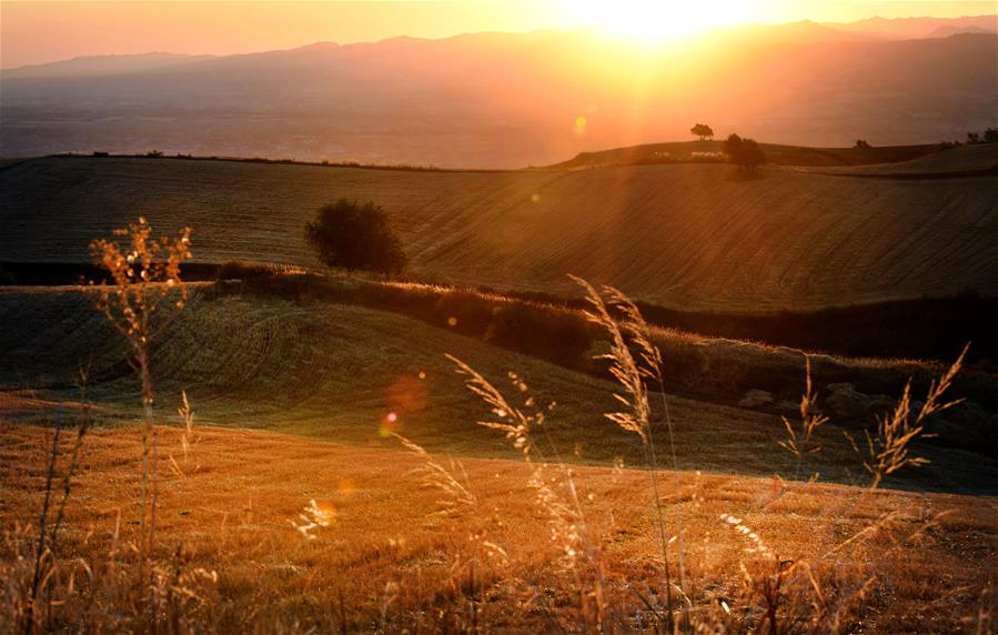 Harvest scenery of wheat fields in Xinjiang