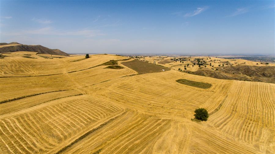 Harvest scenery of wheat fields in Xinjiang