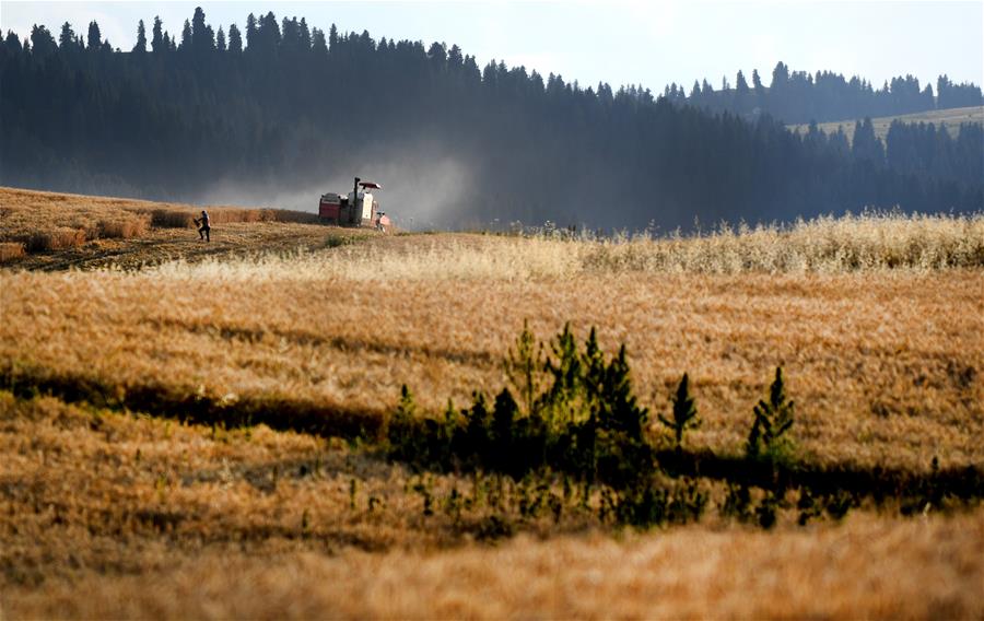 Harvest scenery of wheat fields in Xinjiang