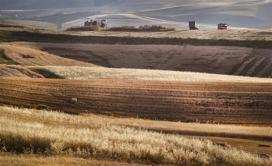 Harvest scenery of wheat fields in Xinjiang