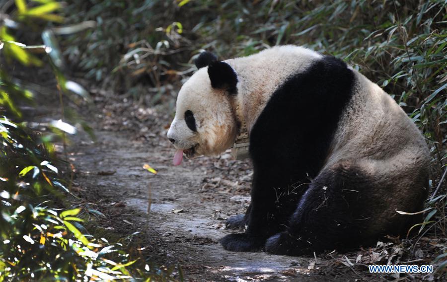 China to build cross-provincial national park for giant panda