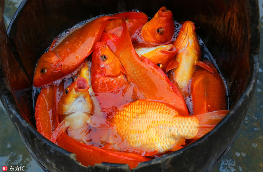 Farmers 'draw' love to motherland with red carps in river