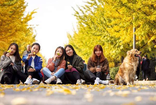 Golden ginkgo trees grace campus