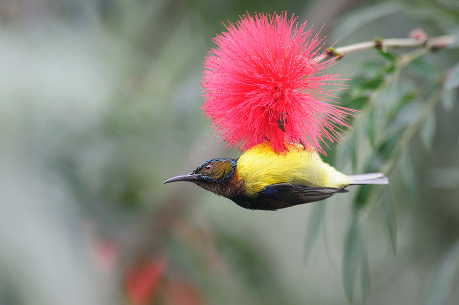 Four new bird species found at 6th XTBG Birding Festival