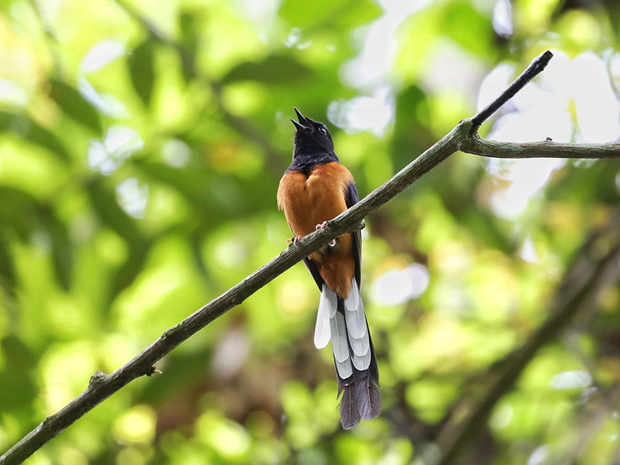 Four new bird species found at 6th XTBG Birding Festival