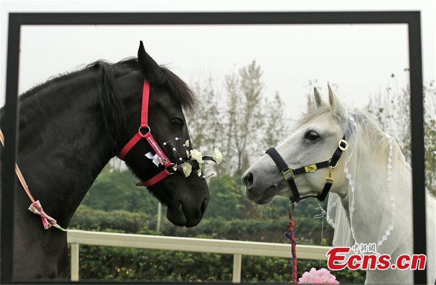 Romance of two horses goes viral online