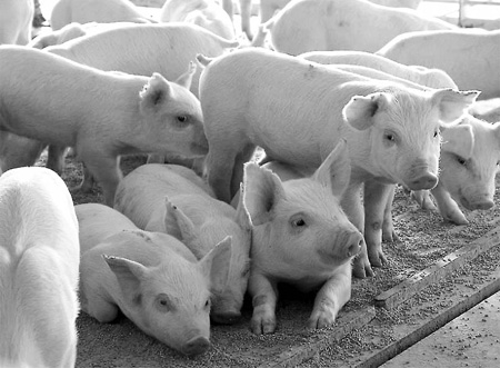 Pork plummets as US exports dive