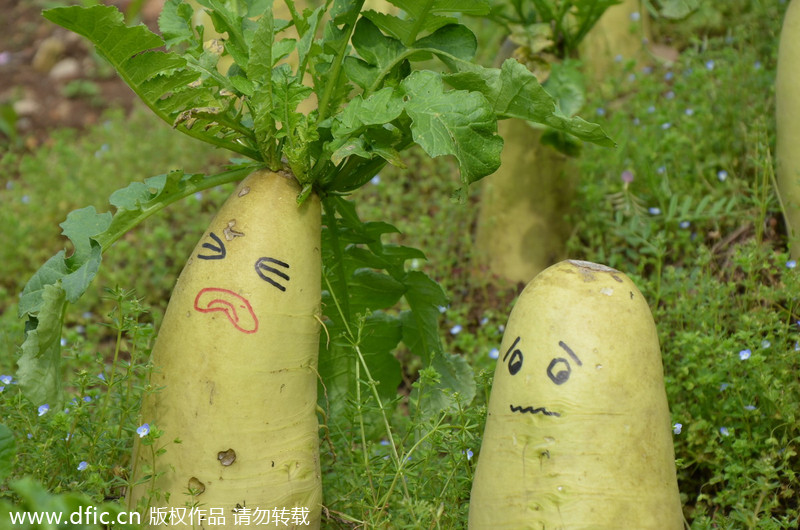 Artist gives new life to radishes