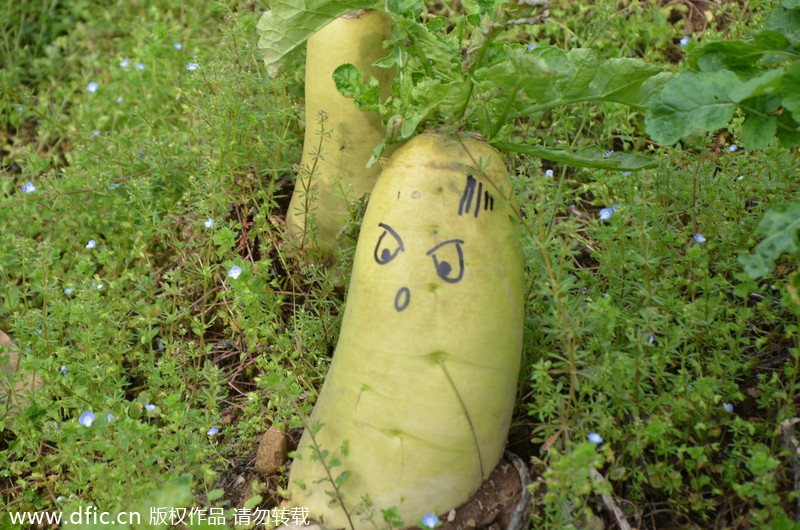 Artist gives new life to radishes