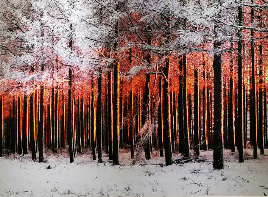 Saihanba National Forest Park inspires art exhibit