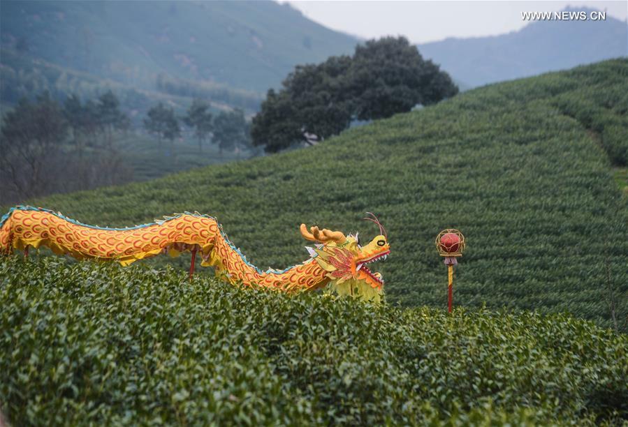 Tea farmers celebrate harvest in Zhejiang