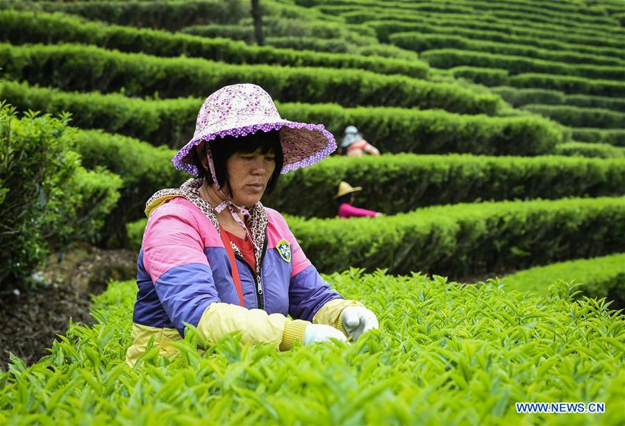 Lingtou Dancong Tea made in S China's Guangdong