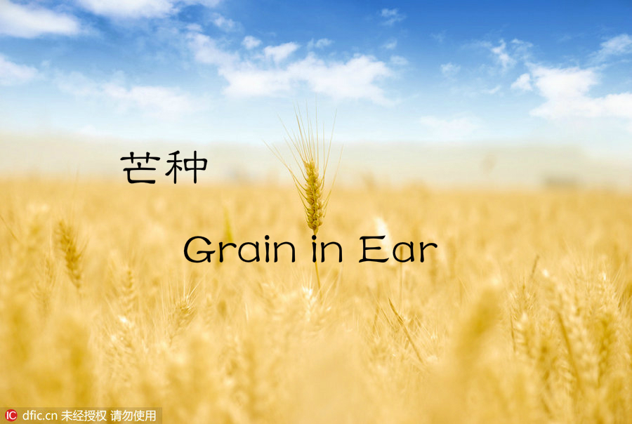 24 Solar Terms: 7 things you may not know about Grain in Ear