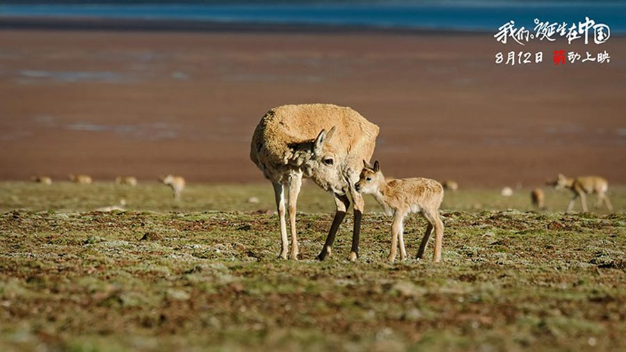 Disneynature's 'Born in China' to hit theaters on Aug 12