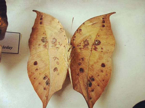 72 year-old man realizes butterfly dream