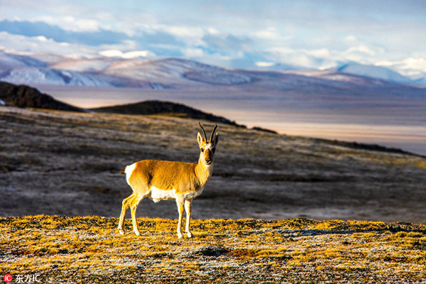 China's Hol Xil natural reserve reviewed for world heritage application