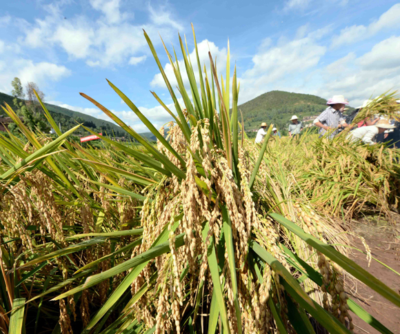 超級稻“楚粳28號”再創畝產956.9公斤的佳績