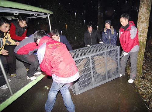 奧運熊貓安全抵達浙江 溫嶺安家