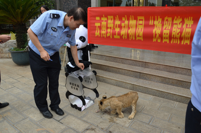 挽留熊貓公益行獲森警支持 云南野生動(dòng)物園透露將如何“挽留熊貓”