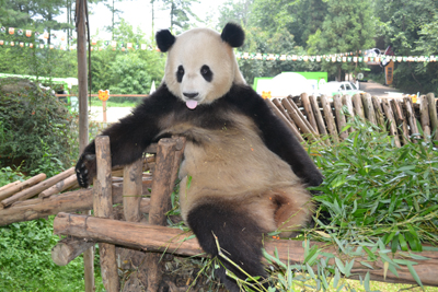 挽留熊貓公益行獲森警支持 云南野生動(dòng)物園透露將如何“挽留熊貓”