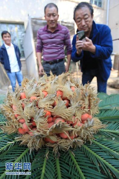 罕見 山東一鐵樹開花又結果