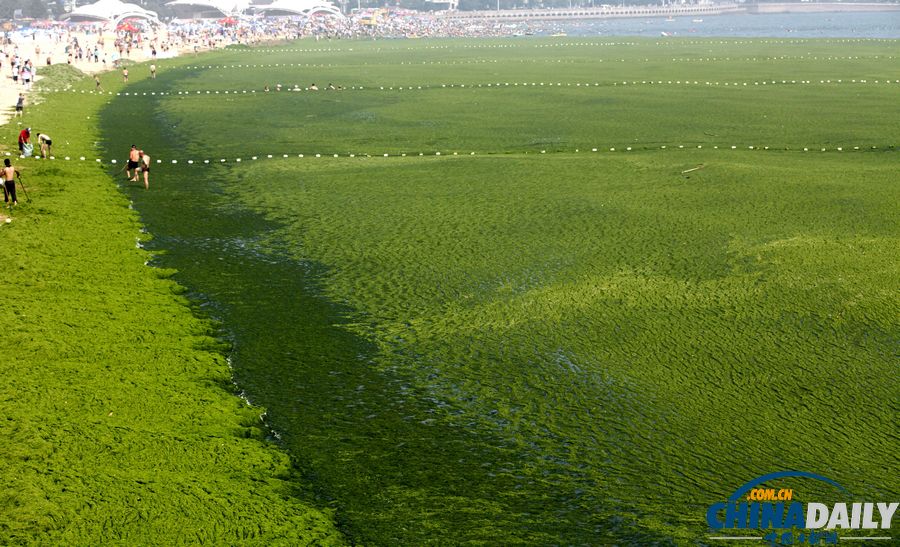 青島迎入夏最大規(guī)模滸苔登陸