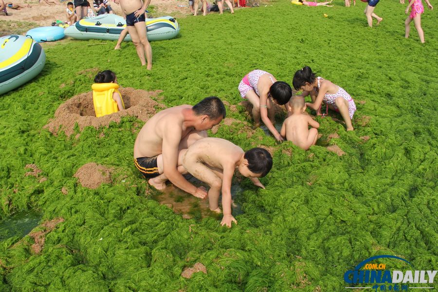 青島迎入夏最大規(guī)模滸苔登陸