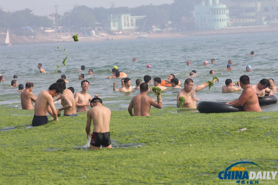 青島迎入夏最大規模滸苔登陸