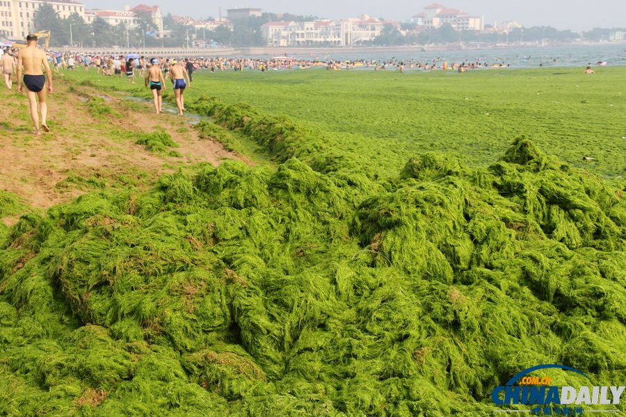 青島迎入夏最大規(guī)模滸苔登陸