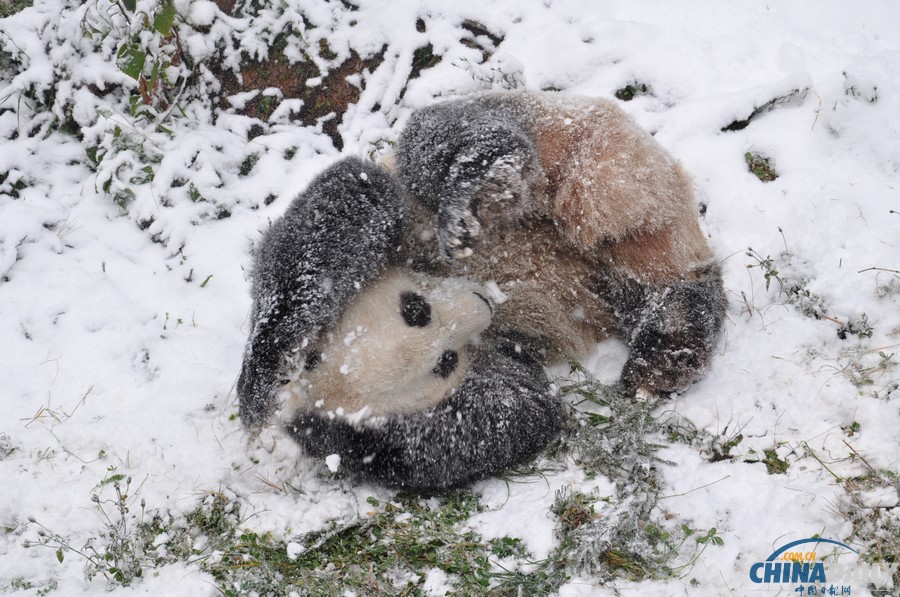 昆明連日降雪 大熊貓雪中撒歡