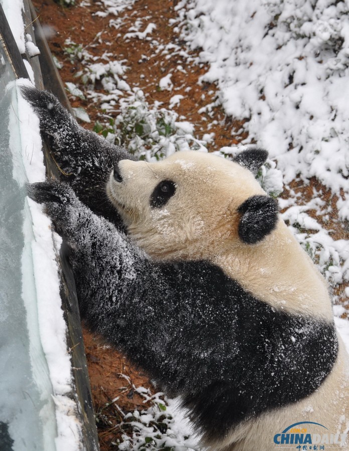 昆明連日降雪 大熊貓雪中撒歡