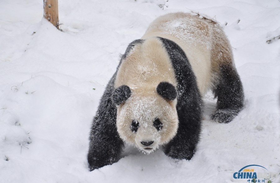 昆明連日降雪 大熊貓雪中撒歡