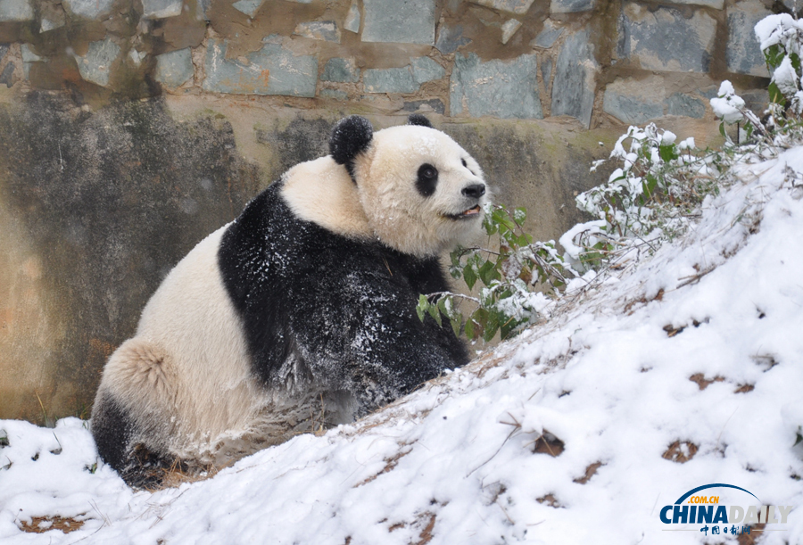 昆明連日降雪 大熊貓雪中撒歡