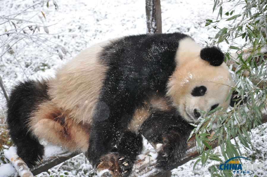 昆明連日降雪 大熊貓雪中撒歡