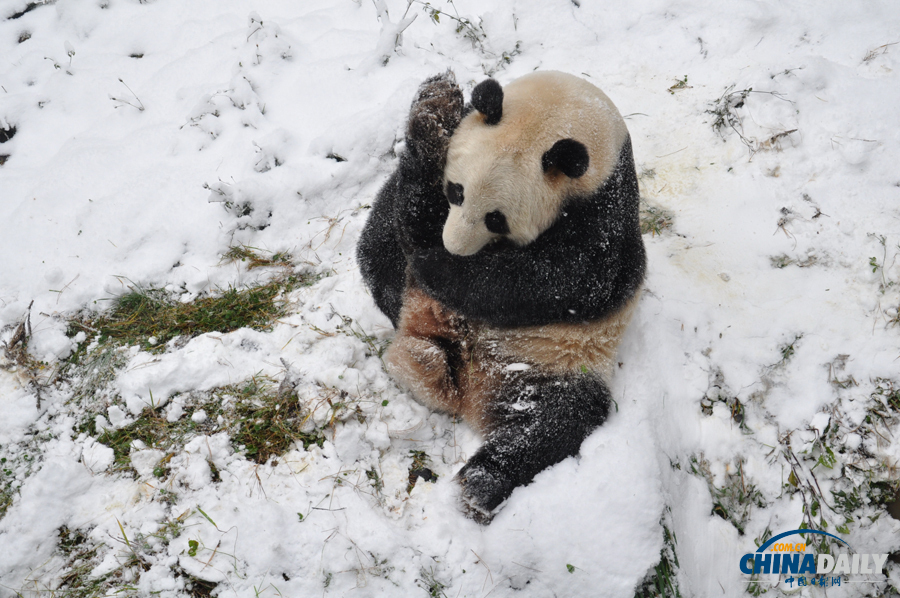 昆明連日降雪 大熊貓雪中撒歡