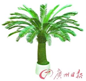 廣州植物園一級保護植物被人挖回家炒菜(圖)