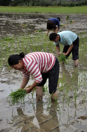 江西婺源災(zāi)后自救恢復(fù)生產(chǎn)忙