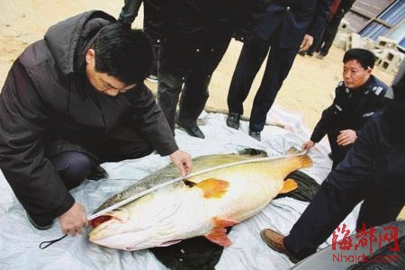 160斤黃唇魚賣出300萬 揭秘“天價魚”的銷售鏈