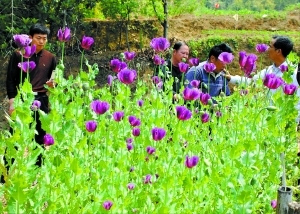 驢友意外拍到罌粟花 警方循線索入山查獲